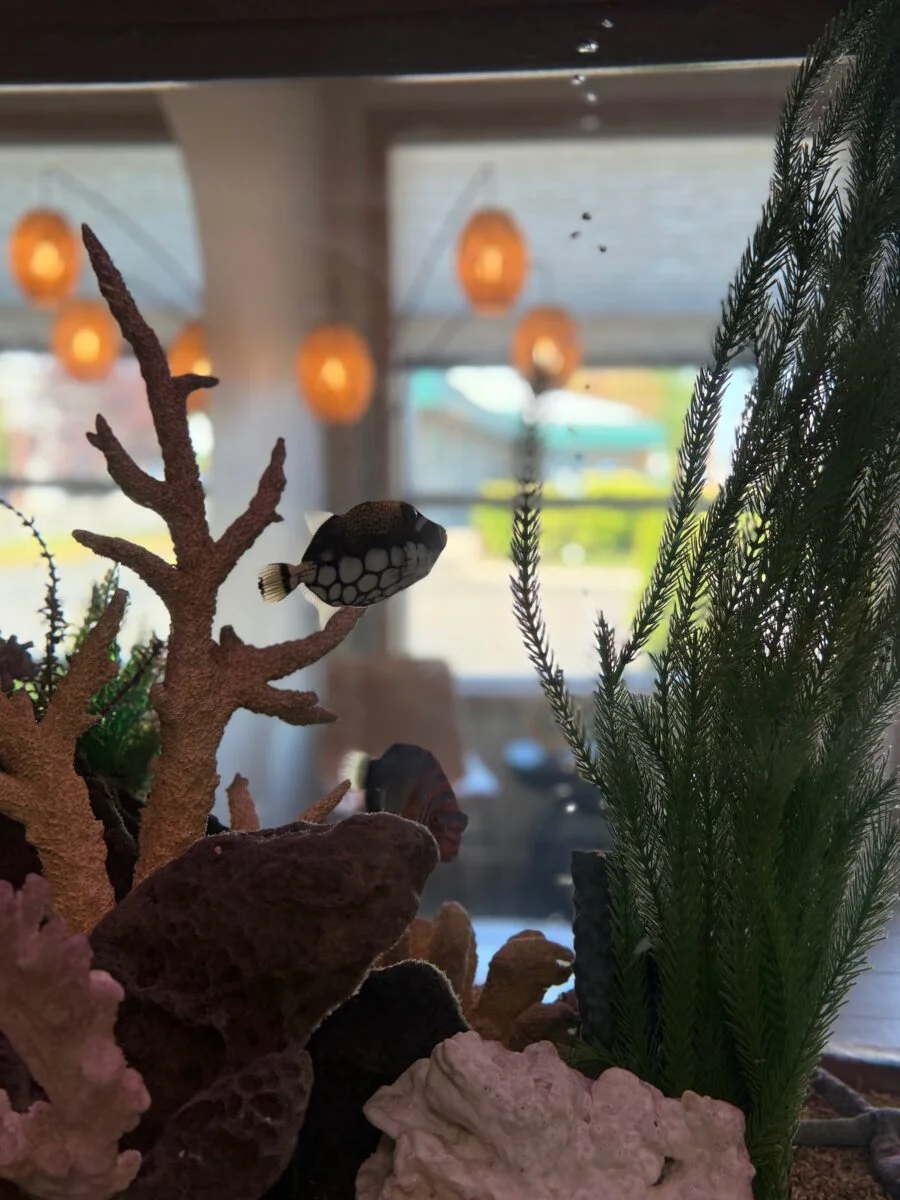 Burien Dental Aquarium Close-Up